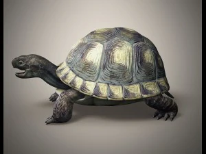tortoise 3D Model