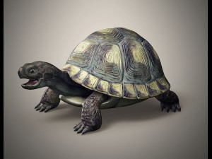 tortoise 3D Модель