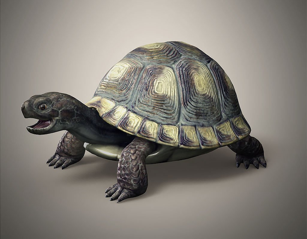 3 д черепаха. СТЛ модель черепахи. Черепаха STL. Черепаха 3д. Три черепахи.