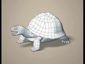 tortoise 3D Model