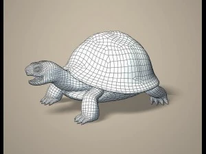 tortoise 3D Model