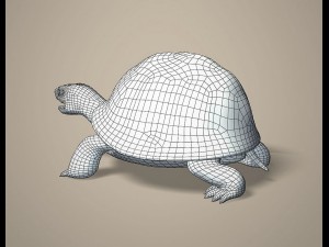 tortoise 3D Модель