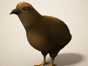 cartoon quail 3D 모델