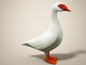 cartoon bird Model 3D