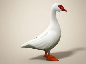 cartoon bird Model 3D
