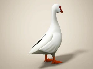 cartoon bird 3D Model