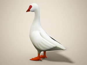 cartoon bird Model 3D