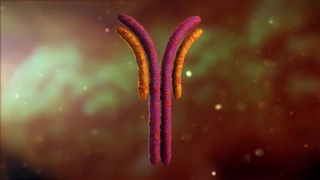 antibody anatomy immune biology cell human system 3D Model .c4d .max .obj .3ds .fbx .stl .blend 