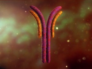 antibody anatomy immune biology cell human system 3D Model