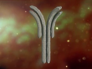 antibody anatomy immune biology cell human system 3D Model