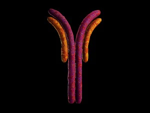 antibody anatomy immune biology cell human system 3D Model