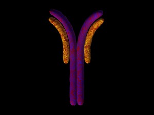 antibody anatomy immune biology cell human system 3D मॉडल