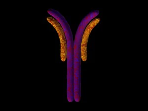 antibody anatomy immune biology cell human system 3D Model