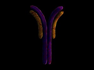 antibody anatomy immune biology cell human system 3D मॉडल