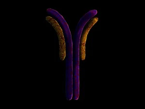 antibody anatomy immune biology cell human system 3D Model