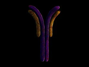antibody anatomy immune biology cell human system 3D Model