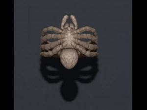Spinnenring 3D Druckmodell