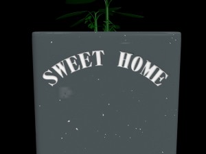 pot with the plant 3Dモデル