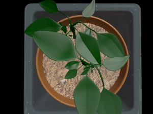 pot with the plant 3D मॉडल