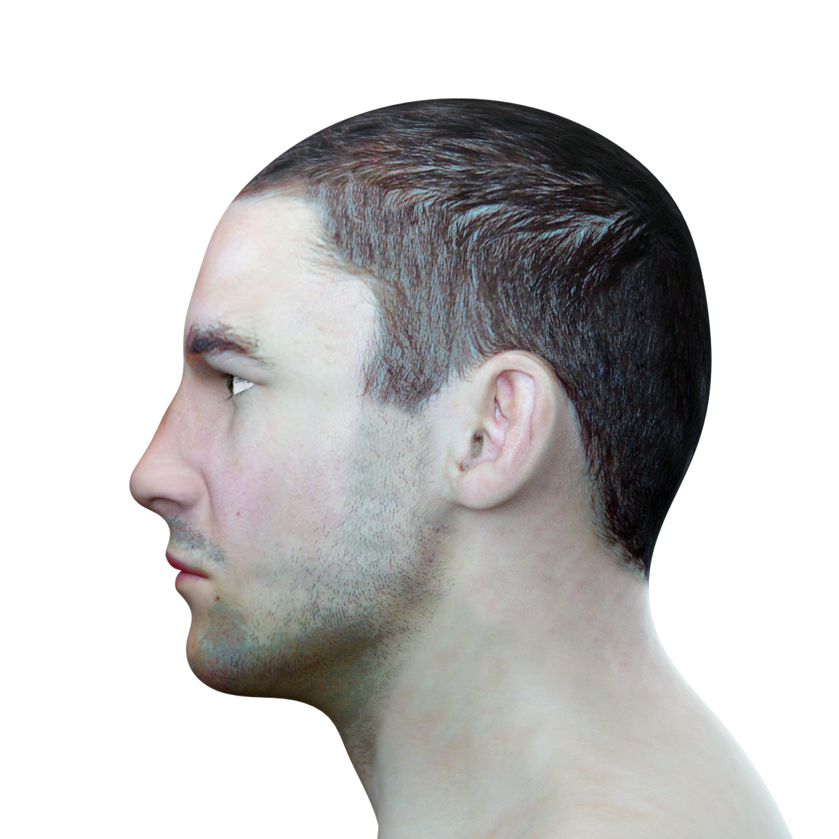 Male head. Male head 3d model.