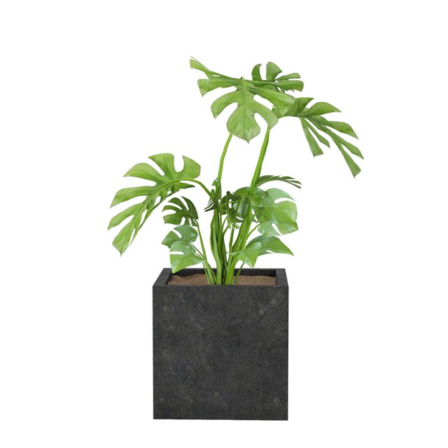 plants 03 3D Model .c4d .max .obj .3ds .fbx .stl .blend 