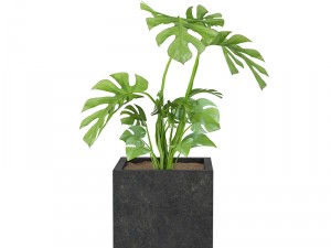 plants 03 3D Model