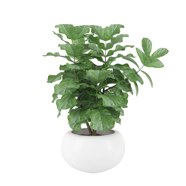 plants 04 Modello 3D .c4d .max .obj .3ds .fbx .stl .blend 