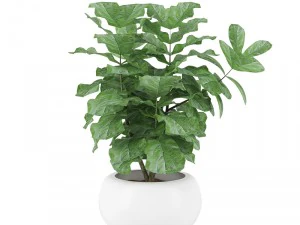 plantes 04 Modèle 3D