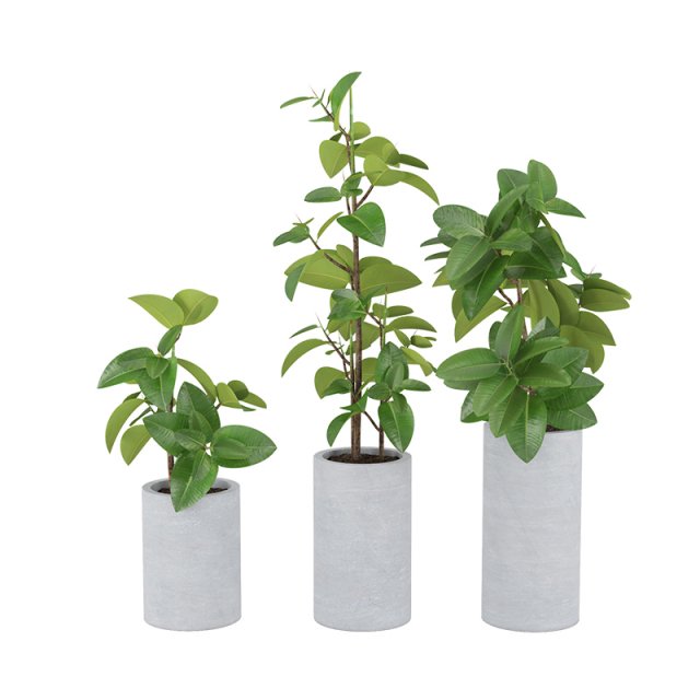 plants 06 Model 3D .c4d .max .obj .3ds .fbx .stl .blend 