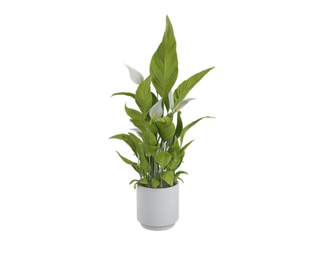plants 07 Modelo 3D .c4d .max .obj .3ds .fbx .stl .blend 