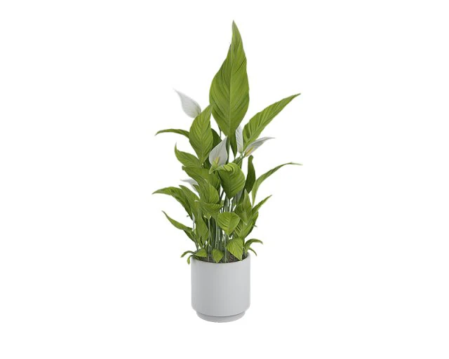 plants 07 3D Model .c4d .max .obj .3ds .fbx .stl .blend