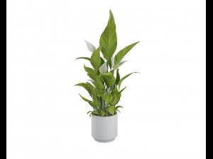 plants 07 3D Model