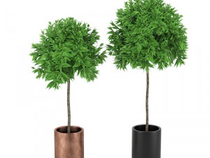 plants 10 3D Model