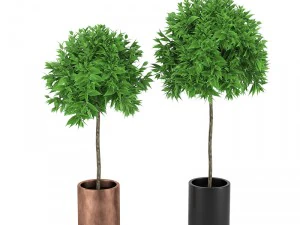 plantes 10 Modèle 3D