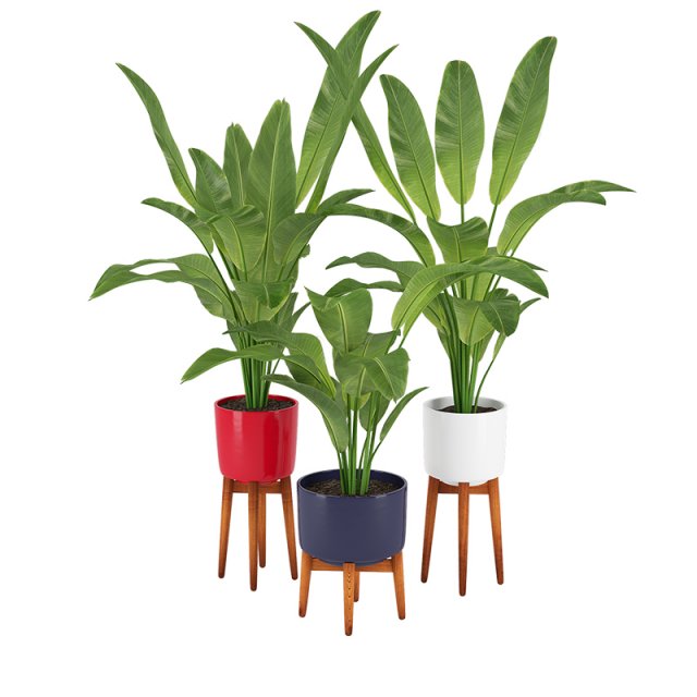 plants 13 Model 3D .c4d .max .obj .3ds .fbx .stl .blend 
