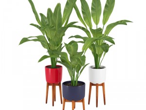 plants 13 3D Model