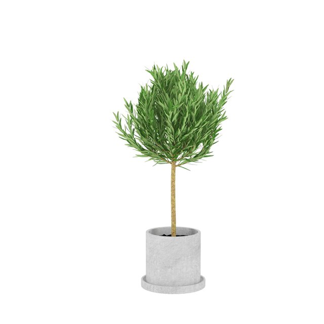 plants 15 3D मॉडल .c4d .max .obj .3ds .fbx .stl .blend 