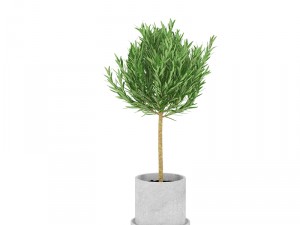 plants 15 3D Model