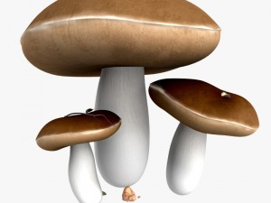 mushrooms 3D Model
