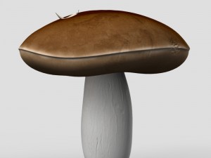 mushrooms 3D-Modell