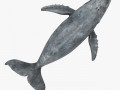 Whale 3D Model