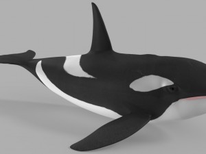 whale killer 3D Model