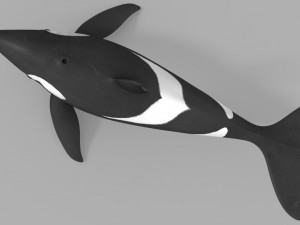 whale killer 3D Model
