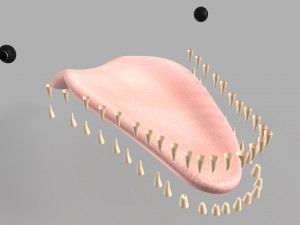 whale killer 3D Model