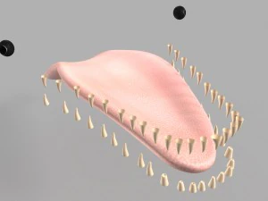 whale killer 3D Model