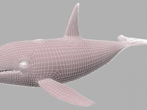 whale killer 3D Model