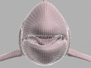whale killer 3D Model