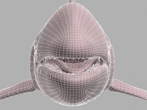 whale killer 3D Model