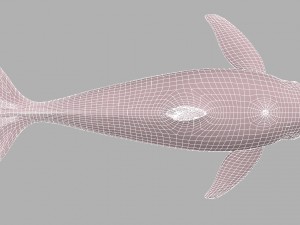 whale killer 3D Model