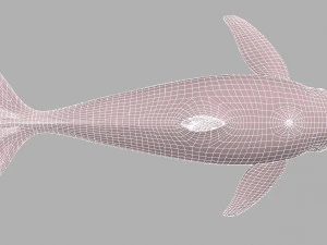 whale killer 3D Model